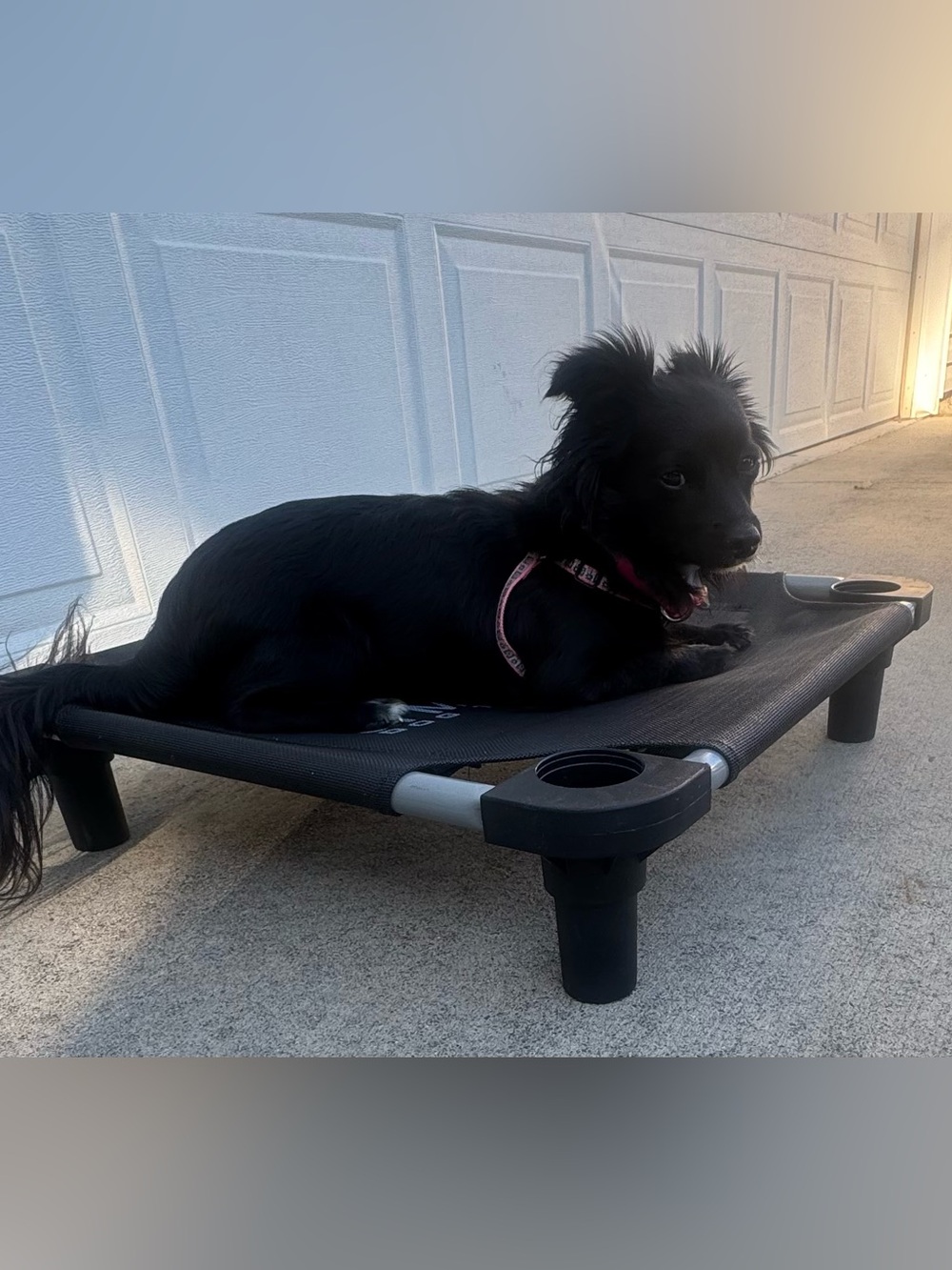 4 Legs 4 Pets Pet Cots SIT MEANS SIT DOG TRAINING PET COT raised outdoor dog bed